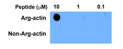 MilliporeSigma anti-beta Actin, Polyclonal 100&mu;g, Unlabeled:Antibodies,